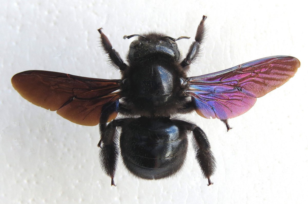B_Strawbridge's tweet photo. 'X' is for Xylocopa violacea - Violet carpenter bee. Occasional UK visitor photo by @StevenFalk1 #AlphabetBees Day24 https://t.co/2Ljq8ECwET https://t.co/QydGb8TzRJ