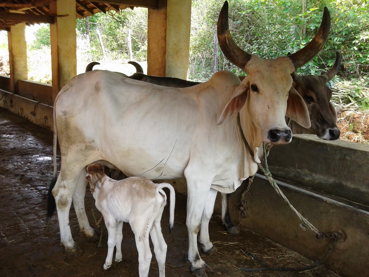 WithSriSri's tweet photo. #MilkFest @SriSamsthana @Kamadugha_SRPM @emahesha @Vinumadhyasta https://t.co/qmcvgChaUp