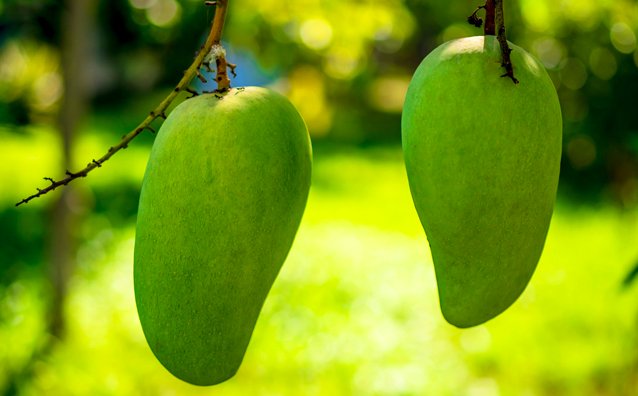 hetkanWel's tweet photo. Met een beetje #geduld heb je in 7 #stappen een #eigen #mangoboom. Zo #kweek je 'm uit de overgebleven #pit: https://t.co/f1E2XPjTm6 #diy https://t.co/k3hoThTVMh