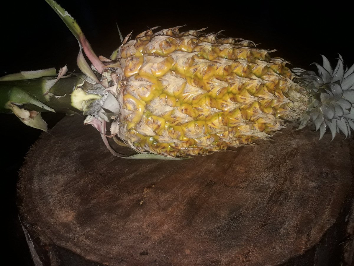 Nanas lahan gambut lbh cepat bongsor dan sangat manis.program Njeng <a href="/picoez/">picoez</a> di larang membakar lahan Bopo <a href="/kokokdirgantoro/">Kokok Herdhianto Dirgantoro</a> .per buah bs 5 kg