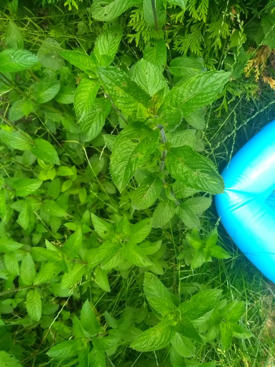 lyysanneM's tweet photo. Iemand enig idee wat ik tegen deze gaten in mijn munt kan doen? En of ik hier nog thee van kan zetten? #munt #kruid #muntplant #ongedierte https://t.co/12Y7nBNPZy