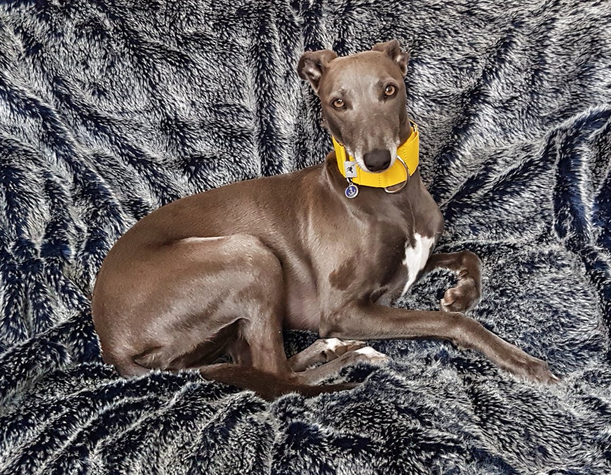 Isis_Whippet's tweet image. #MakingDo