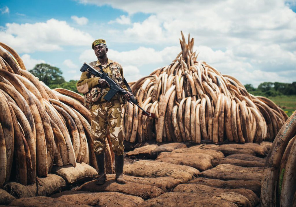 CITES's tweet photo. Singapore Airlines joins 37 carriers to sign declaration against #wildlifetrafficking. Way to go! https://t.co/ris1gUIYzi #IATAAGM #wildlife https://t.co/W0y4esOLSq
