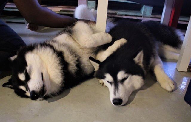 yasiaayce's tweet photo. Nap time 🌰 #husky #huskitory #lovedogs #huskycafe #dogscafe https://t.co/VmL1uX67zw