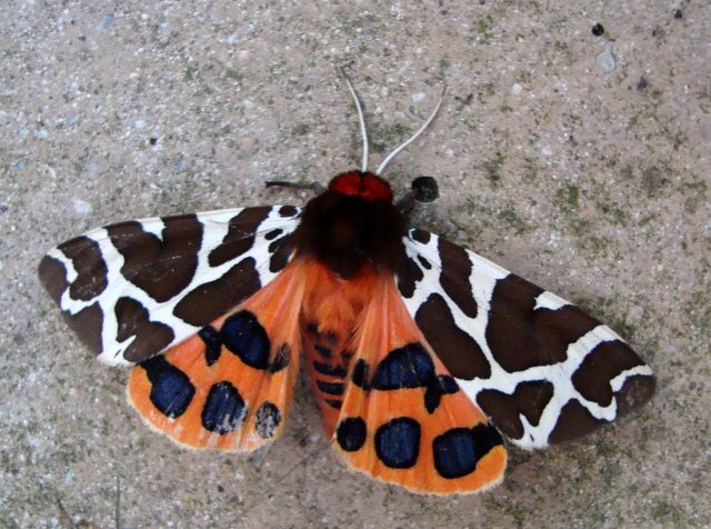 Now our Garden Tiger caterpillar has spun its cocoon yesterday I showed Melissa-May a photo of the beautiful moth we are expecting ...