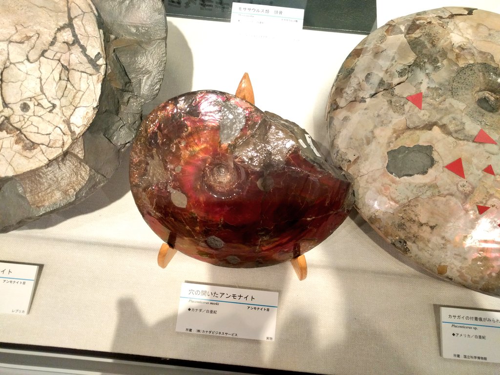 ちょっとかじられたっぽい穴が空いてるアンモナイト化石。 うまく