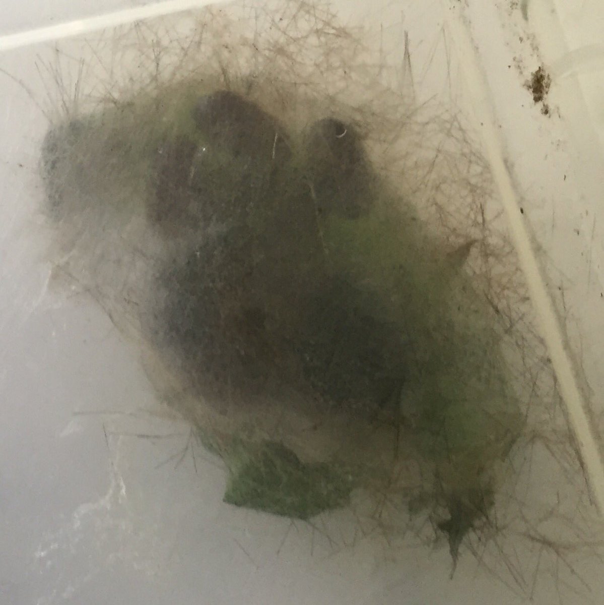 Horror of horrors; shady ovoid shapes in the top corner of cocoon tell us we are now only expecting spiky parasitic flies - I hate tachinids