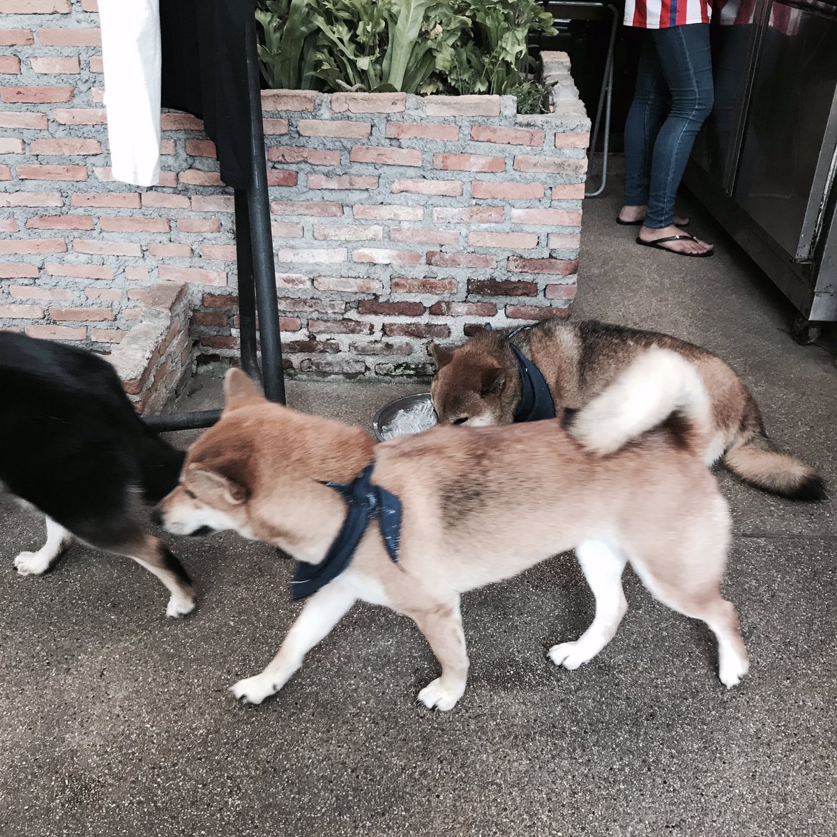 catto 1945 tweet media