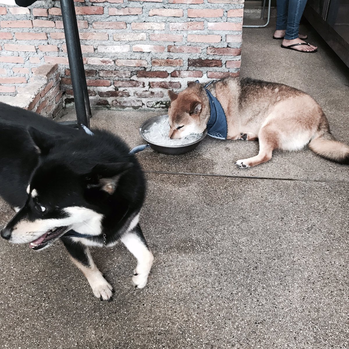 catto 1945 tweet media