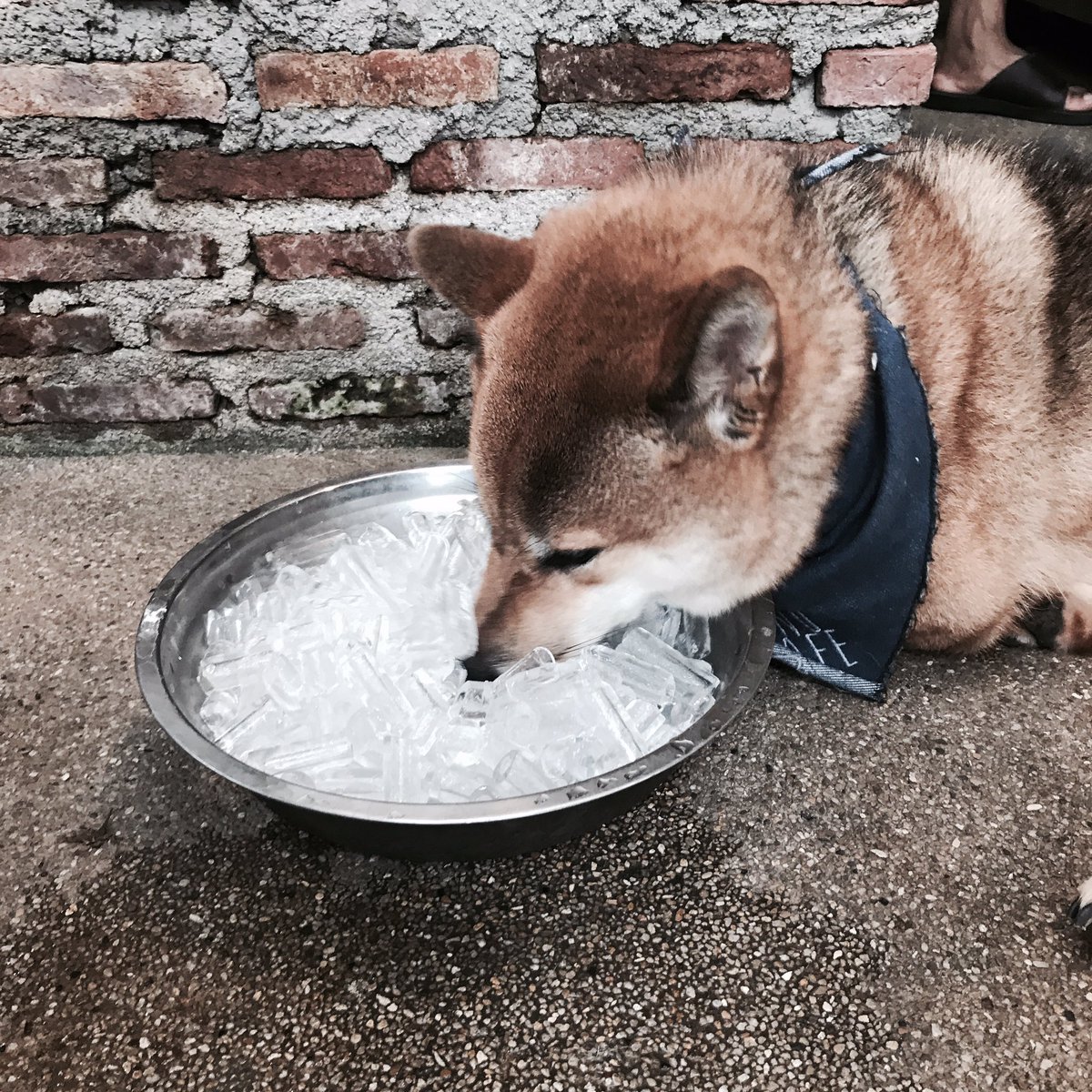 catto 1945 tweet media