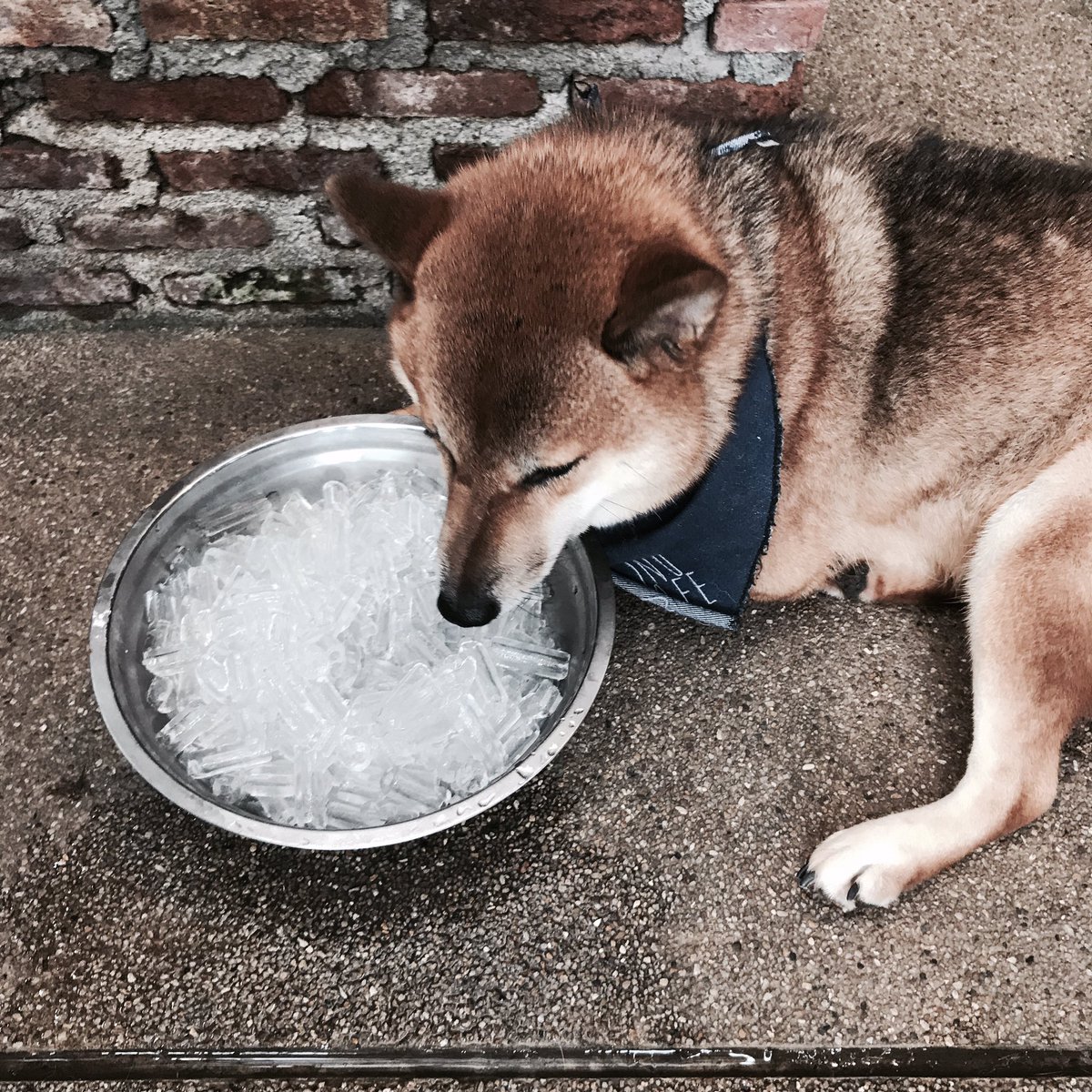 catto 1945 tweet media