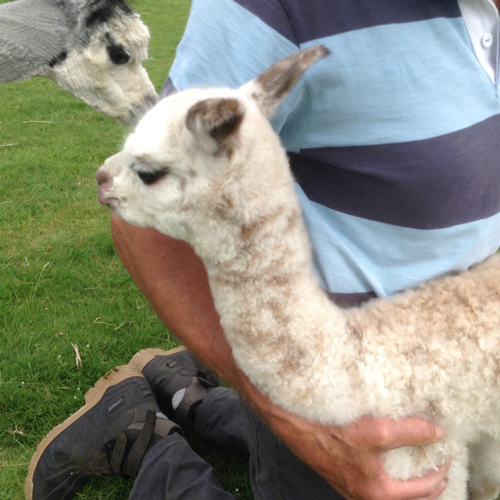 Our latest leopard #appaloosa cria and the lightest spotty of the crop this season.
