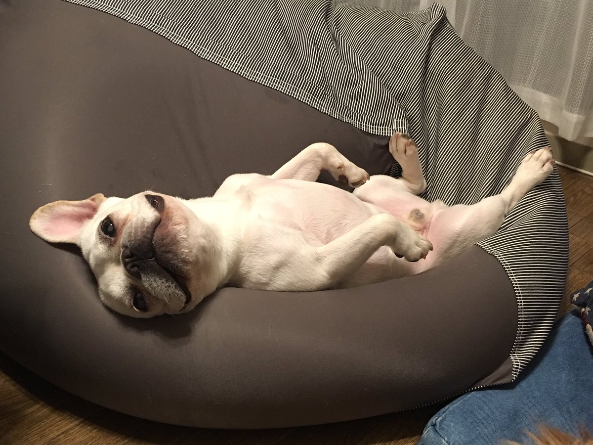 BonReggae's tweet photo. 最終的に、このポーズでねるw
#もち丸 #爆笑 #人を笑顔にする魔法 #フレンチブルドッグ #フレブル #宝物 #buhi #子ぶた https://t.co/TAMxRmQCZd