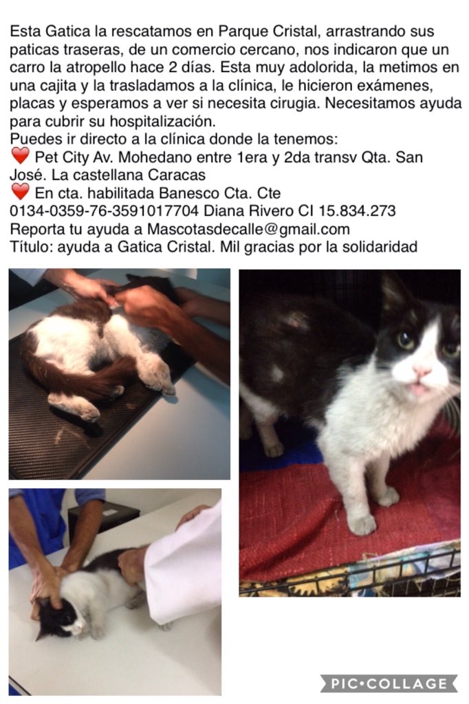 MASCOTASDECALLE's tweet photo. Ayúdanos con esta pequeña a pesar que ha mejorado aún no puede caminar normalmente. Necesita colaboración para su pensión y futuro adoptante https://t.co/M2YRY7JgkZ