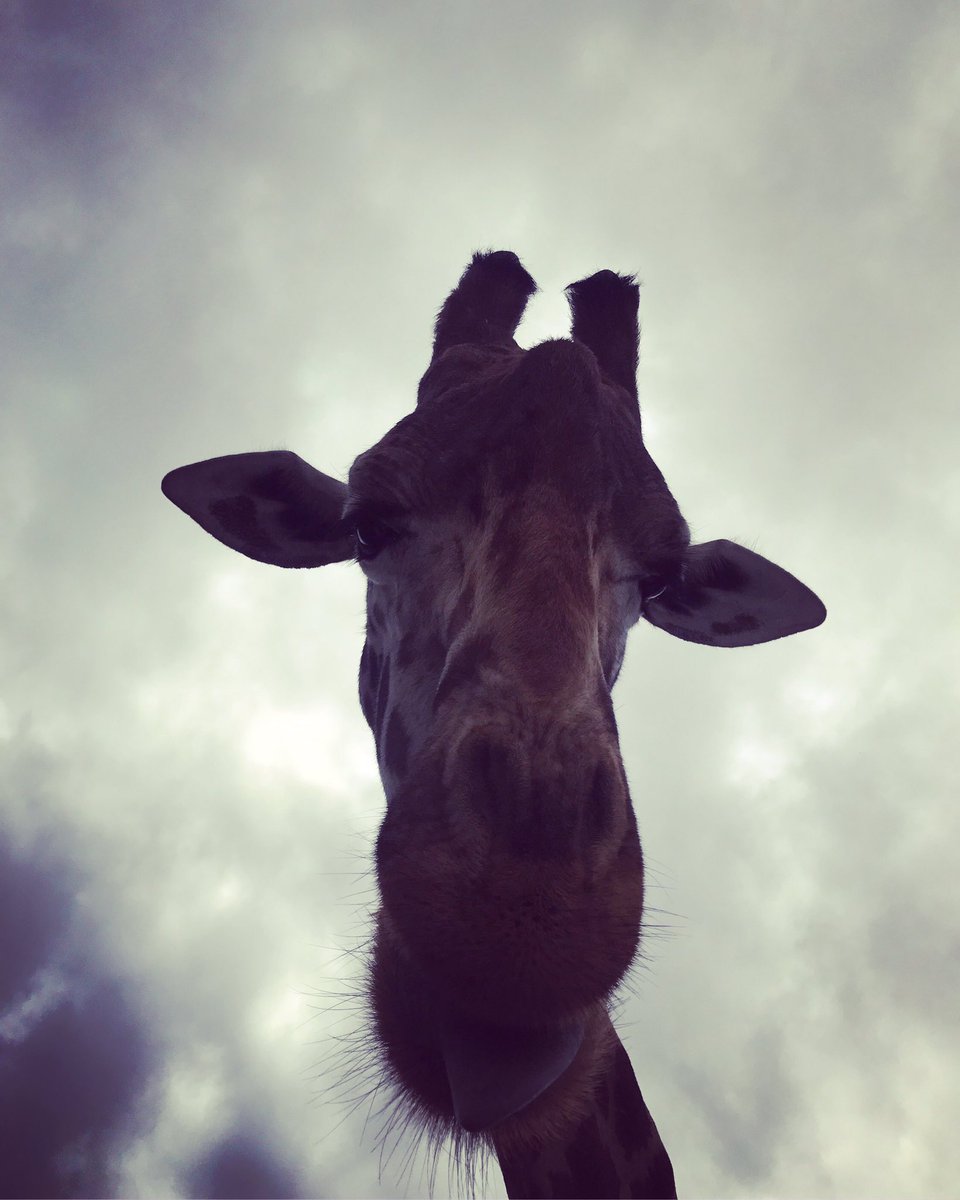 1AnimalRights's tweet photo. Good morning! #giraffe #goodmorning #hello https://t.co/ZUw6TISHbX