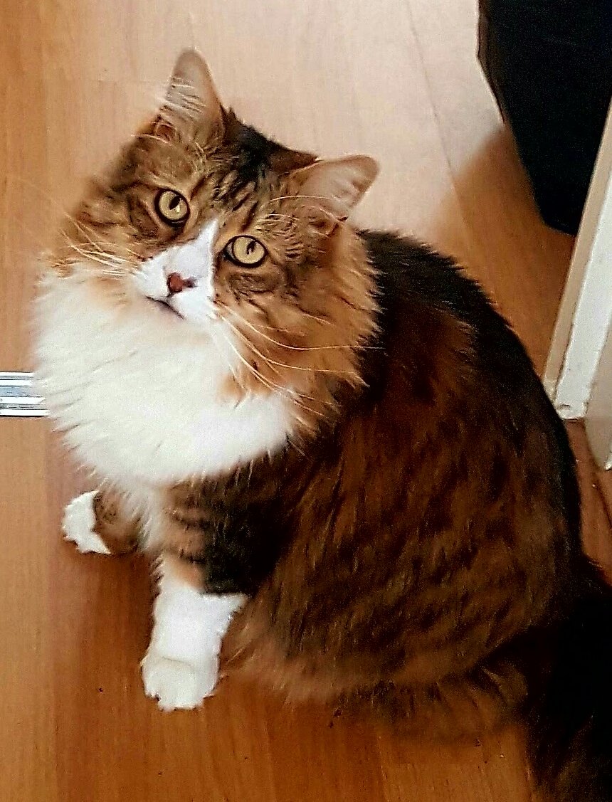Uffithecat's tweet photo. So cute https://t.co/q4s9W5L2TQ