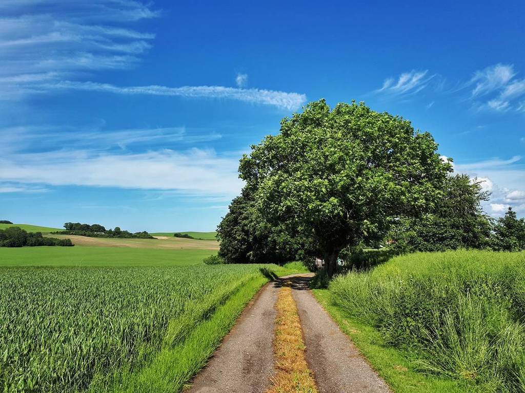 Social_Traveler's tweet photo. Such a perfect day for a walk. 🌳🚶 From #Veddinge I followed the hiking trail to #Esterhøj which connects the 2 pla… https://t.co/fOdp4cCMB4 https://t.co/MJutDxJIo9
