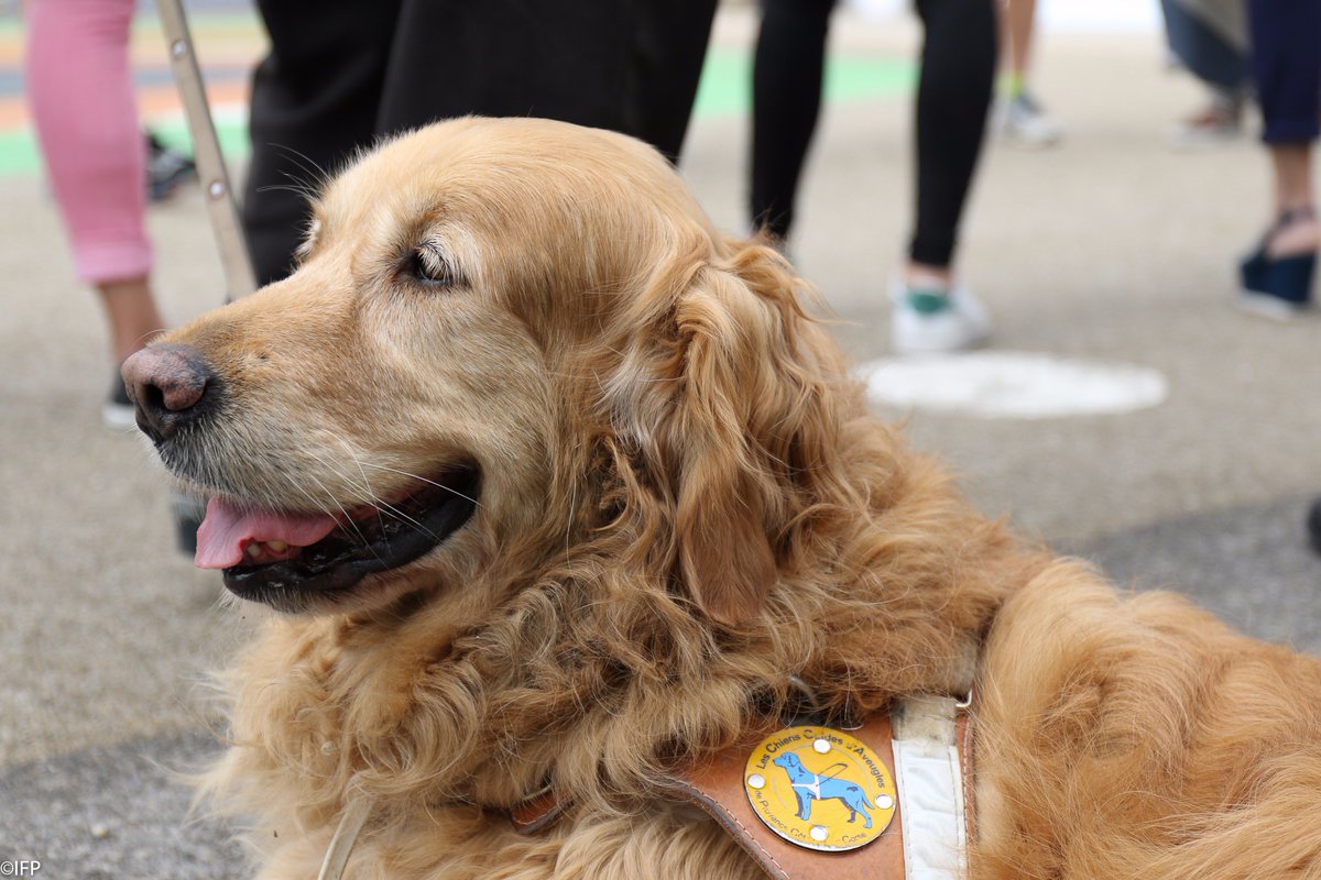 SSchemb's tweet photo. #AtoutRSE Retour en images #DDday #vivreensemble #diversité #chienguide #handicap #sport #ensemble @DiambarsMed13 https://t.co/fcfwKInI91 https://t.co/Tm9jOUPF4v