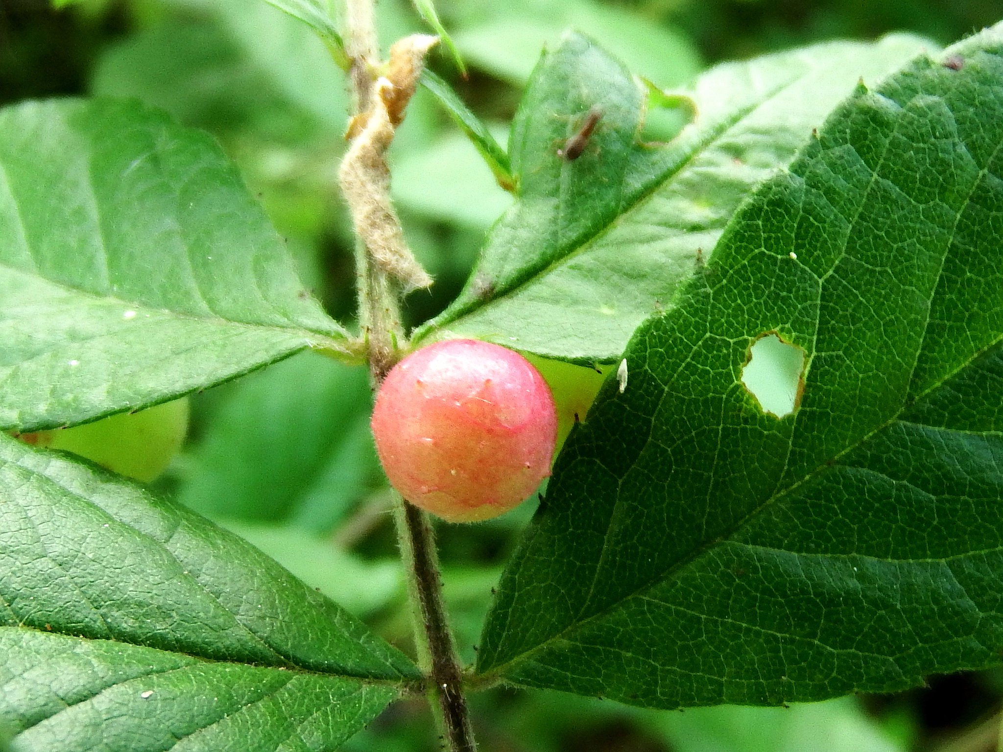 いまさき ひろし 阿武隈川の河原散策 バラハタマフシ 体長3ｍｍそこそこのバラハタマバチがノイバラの葉に卵を産み付けてできる虫こぶ 虫えい です T Co Rc0cdhbkol Twitter