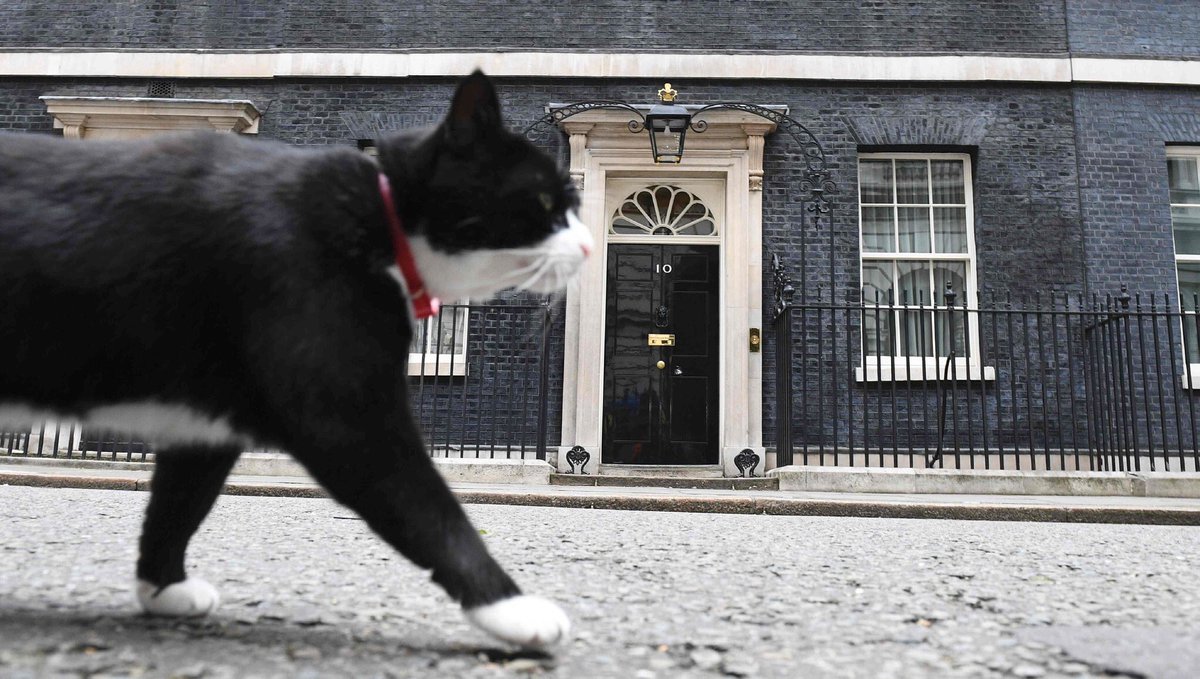 PalmerstonFOCat's tweet photo. They say you grow into your job, but after just 15 months I'm already bigger than no.10. Politics is easy. https://t.co/fftUSAL0uG