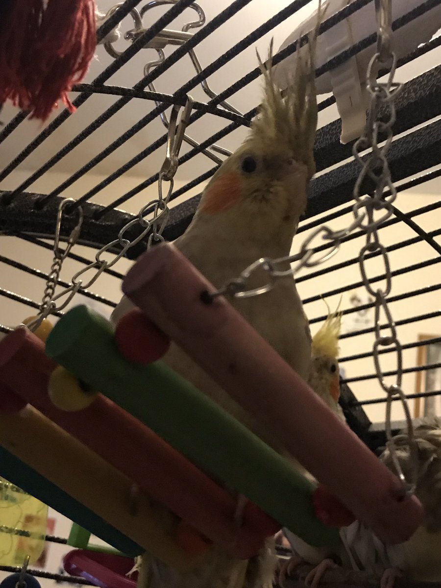 Merlin and friends tweet media