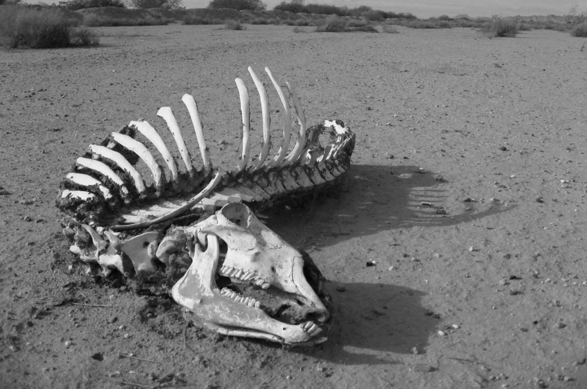 oz_zooarch's tweet photo. #FunZooarchFact- 'taphonomy' was introduced by vert palaeontologist Ivan Efremov to describe what happened to an animal after it died. https://t.co/8zD2NtEu7F