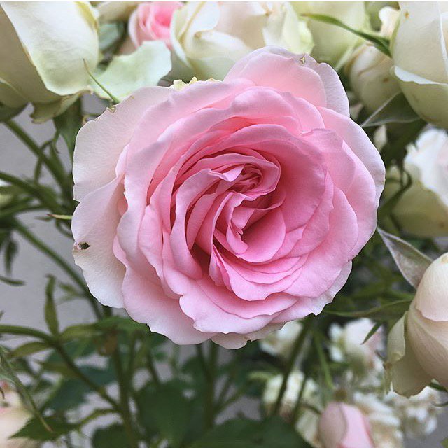 Ele_Gava's tweet photo. Beauty 🎀
#pink #roses #pure #Flowers #loveisintheair https://t.co/UfjSMlwj7V