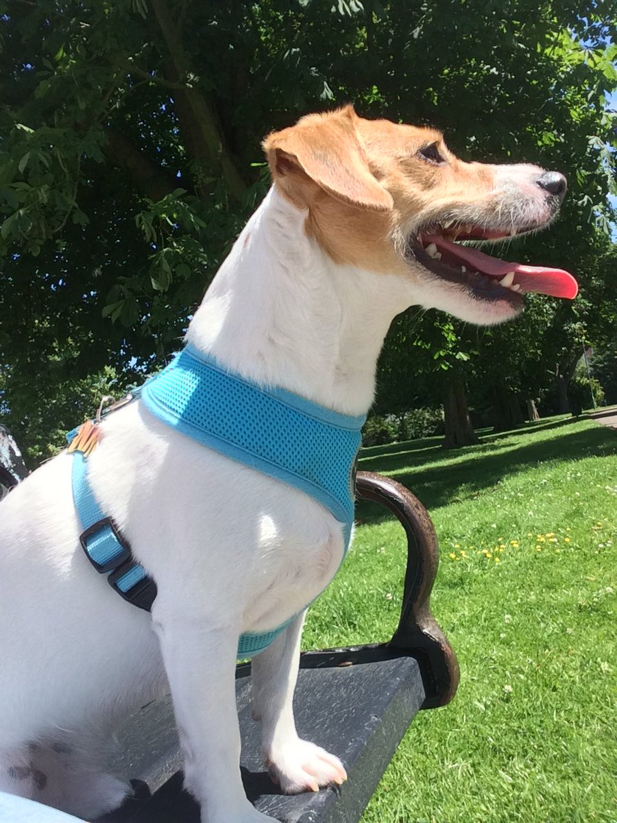 Agnes__'s tweet photo. @JonathanRKnight He is doing everything what I do, even in the park. No walking, just sitting on the bench with me 🙄 https://t.co/z65KhcuQPS