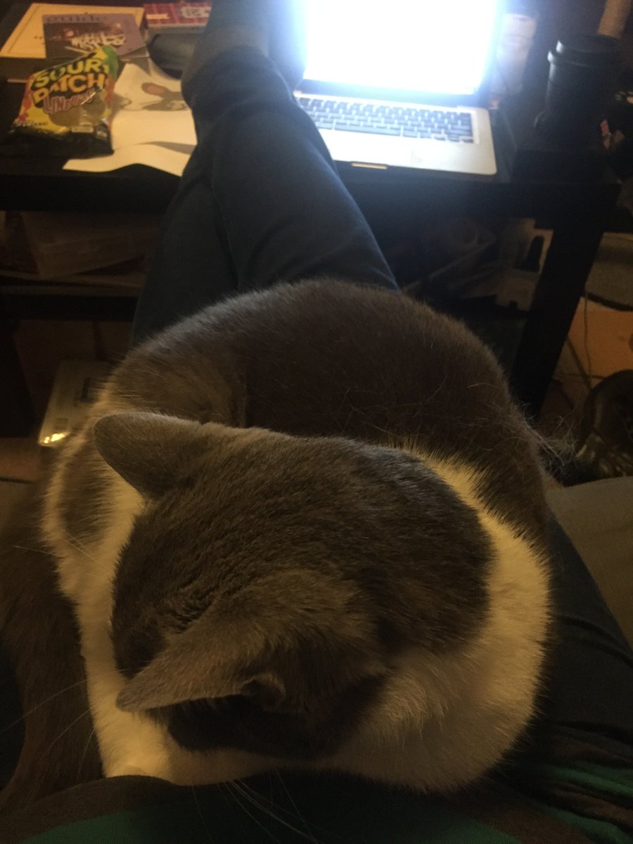 shelleybookworm's tweet photo. And they said he'd never be a lap cat #watsoncat https://t.co/HRgikRYn10