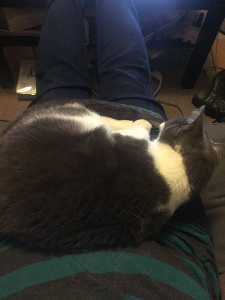 shelleybookworm's tweet photo. And they said he'd never be a lap cat #watsoncat https://t.co/HRgikRYn10
