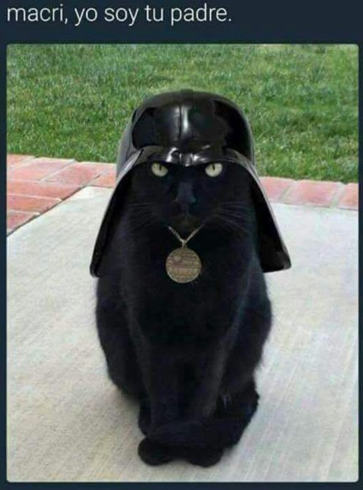 Ronin_del_ayer's tweet image. #MacriGato
#DarthGator