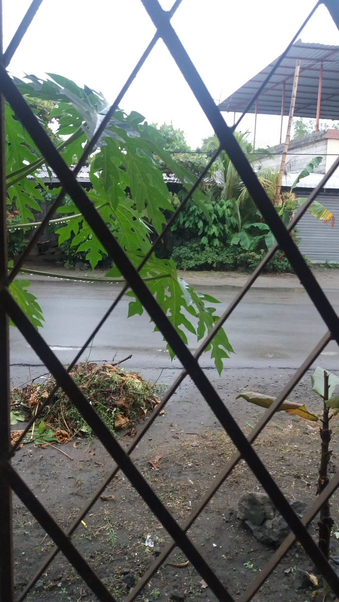 rosal99053's tweet photo. Esta lluviecita silenciosa y bonita no me dejó salir a mi caminata y aquí estamos con el gato #acurrucados en los muebles #lluvia  #Junio https://t.co/356V40QxeF
