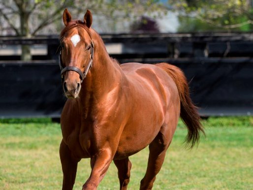 ArrowfieldStud's tweet photo. 5 winners, 6 placegetters from 14 first-crop 2YO runners - that's Animal Kingdom's encouraging start in Australia: https://t.co/dsNXFSw6Z5 https://t.co/dauGg5wetm
