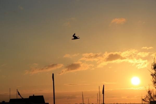 DummeWitze's tweet photo. Ihr könnt es so oft sagen wie ihr wollt.. für mich ist das kein Vogel, sondern ein Hase der auf Ski gerade durch die Luft fliegt. https://t.co/sz96Vxh78i