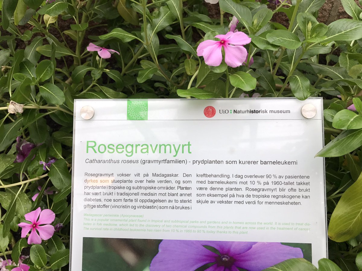 HildeLyn's tweet photo. Næh, det visste jeg ikke! #rosegravmyrt #leukemi #kreft #barnekreft #nhm_oslo #unioslo #botanikk https://t.co/wESnwDexSr