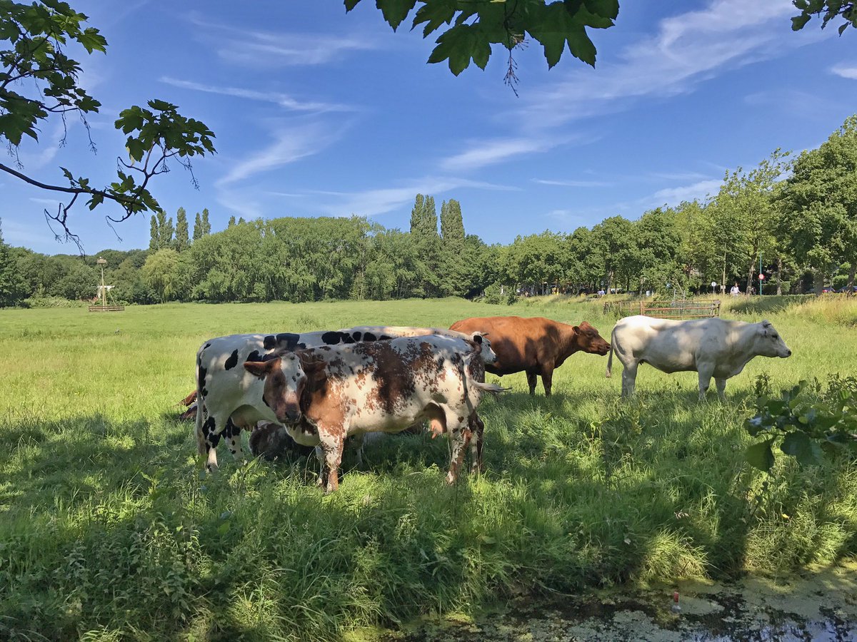 Luieren bij het Landje van Bremmer #oegstgeest