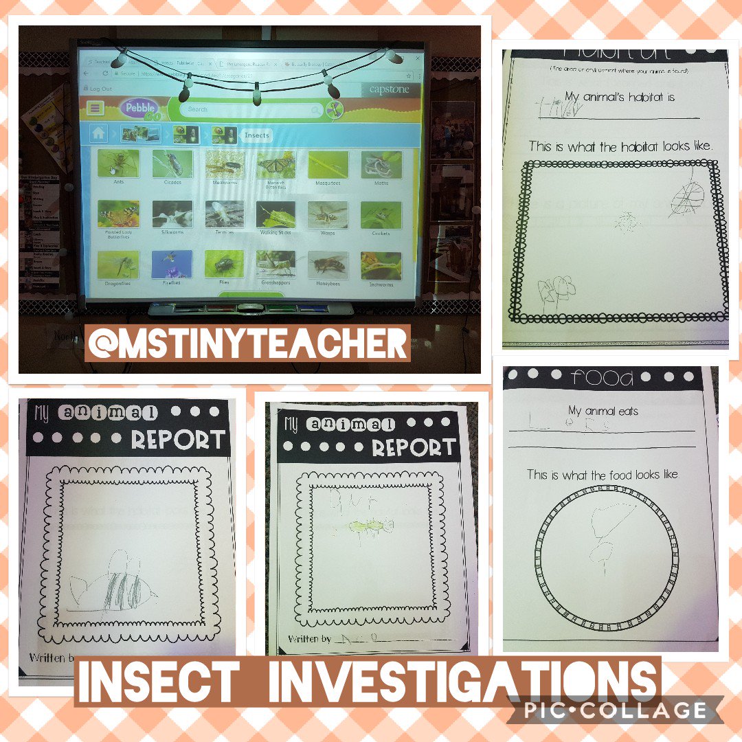 mstinyteacher's tweet photo. Using #PebbleGo in #Kindergarten for research in our #insectinquiry;; #sharing our learning through #reports.

@capstonepress @CapstonePub https://t.co/KPRXnU3iDT