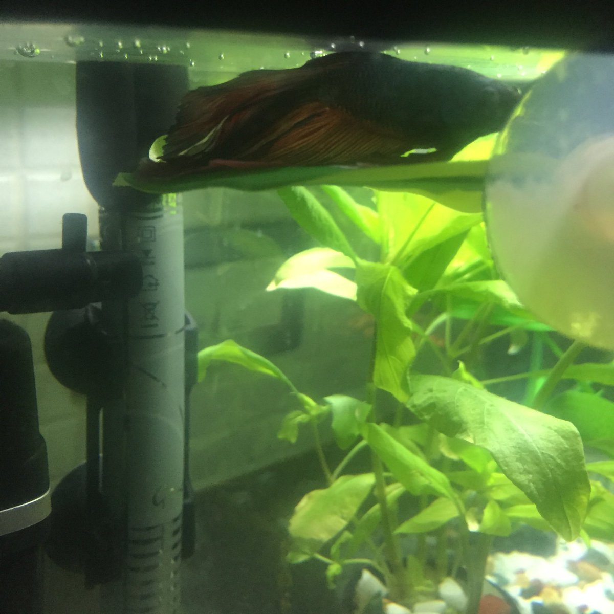 AndreZuccarello's tweet photo. @BettaInfo I love to sleep 🐟😴 my bedtime is 8.30pm and I'm usually up and swimming around 6.30am - this is my favourite place to sleep at the moment https://t.co/i8hUn9OMQn