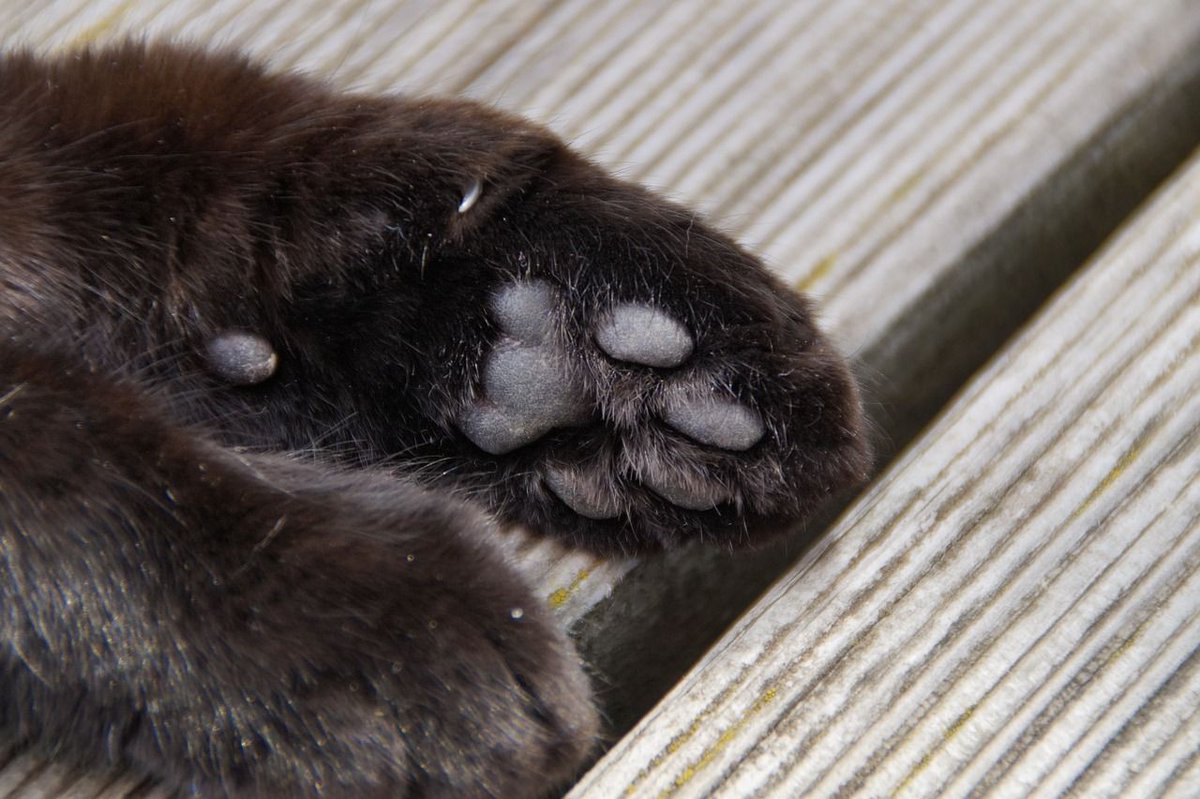 Chatjadore's tweet photo. Pattes de petit 🐈. 🐾 Quelles sont belles !! 😻 #chat #chatjadore https://t.co/oIiTQKw6Vs