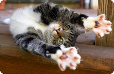 Gatito tweet media