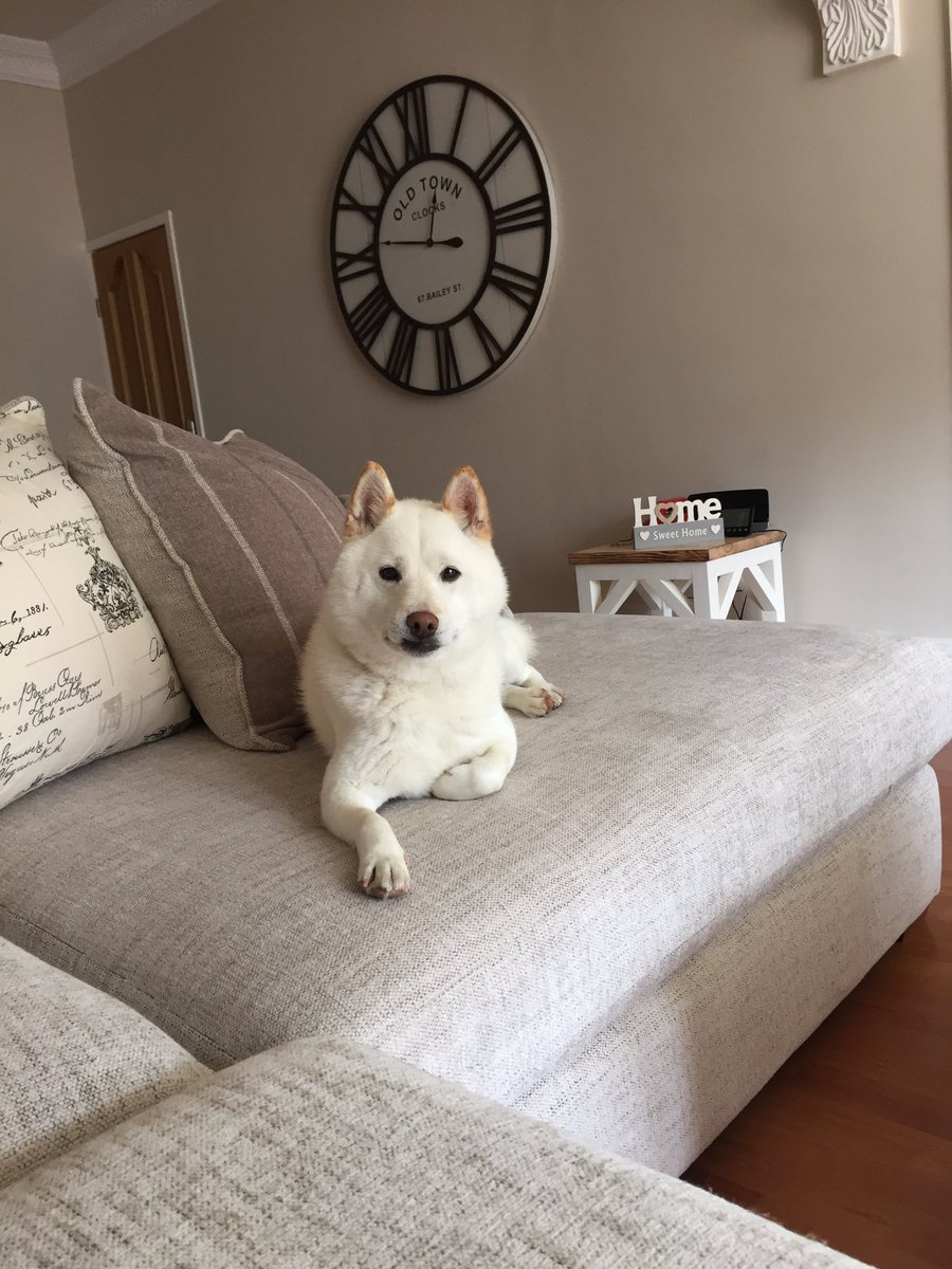 nicholas_tori's tweet image. How handsome is our bear! 😍😍 @tarylt #shiba #bigclock #shibainu #shibamania #home #sofa #love #japaneseshiba #yogibear #cream #white #love