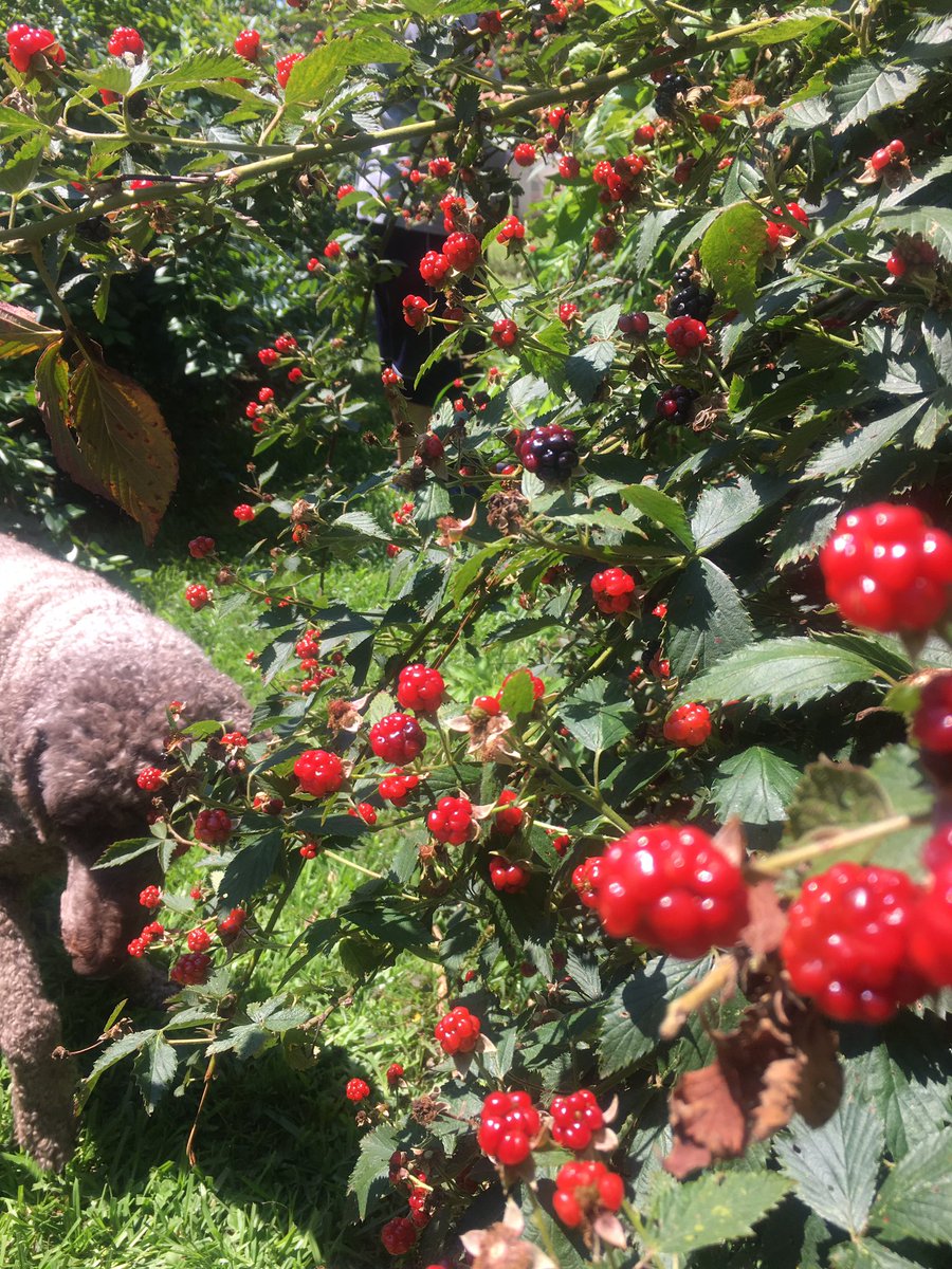 petitechefstef's tweet photo. I love being able to go out and pick some fresh berries #berrypicking #freshfood #dogshelping https://t.co/AjKZHj8qj6
