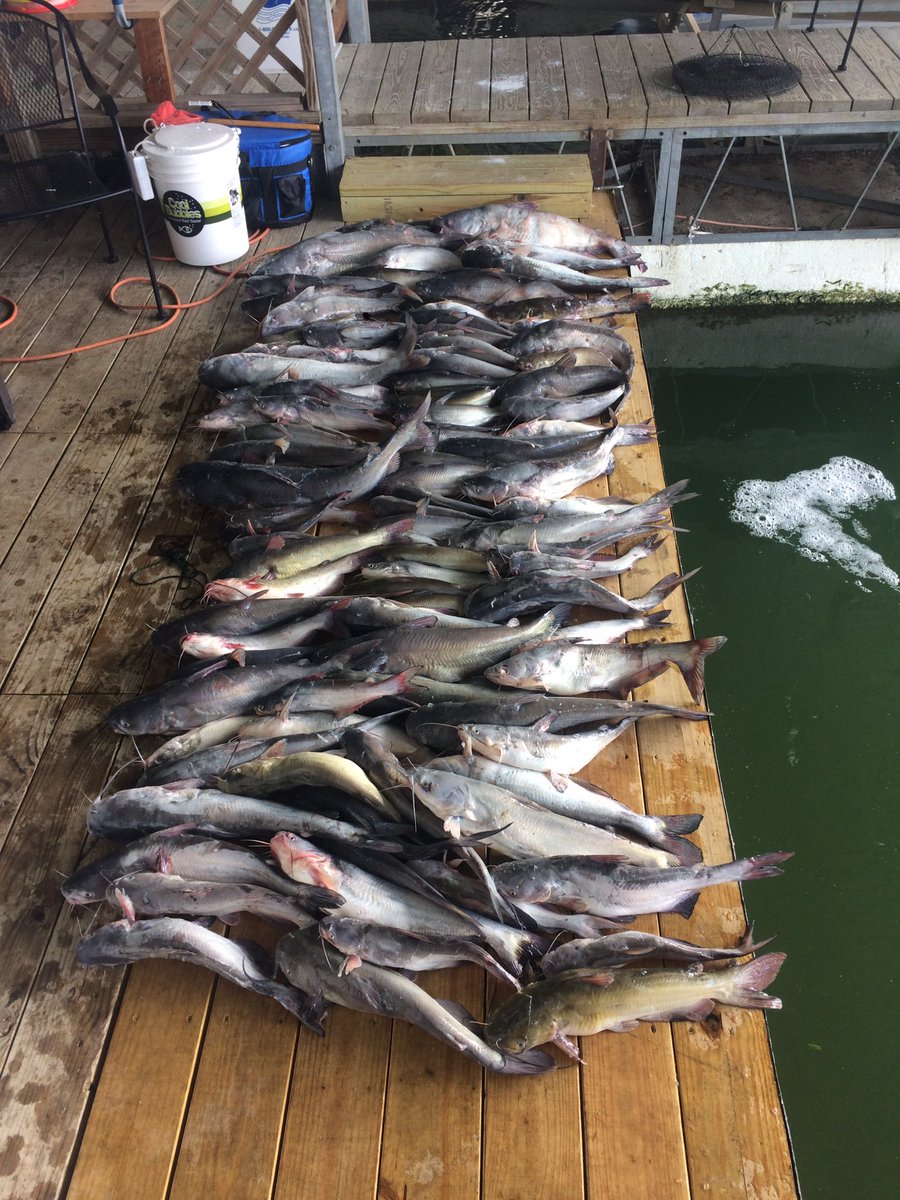 RitzelRoss's tweet photo. A picture of some of the fish that were caught. @gooseritzel5 @TeeWhySON @Engelhardt_Ty @JaceLangen17 @berryman_cody @Elijah_Perez7 #15cats https://t.co/oiKEsIhZ8M