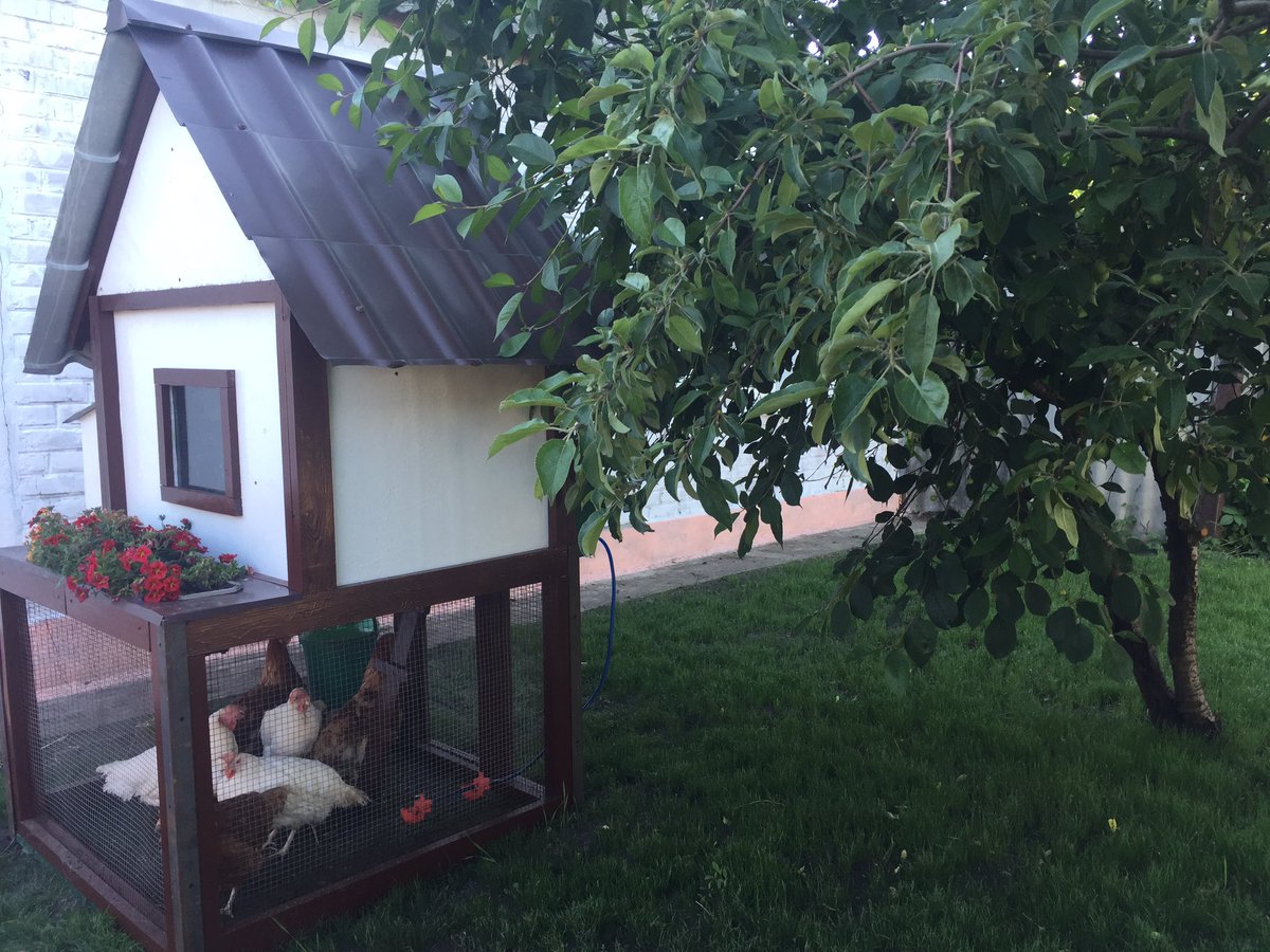 EasyRabbits's tweet photo. Step # 2. Site improvement. Why only rabbits? We start with chickens 🐓👉🐇 they get along well https://t.co/AtWljNrVGm