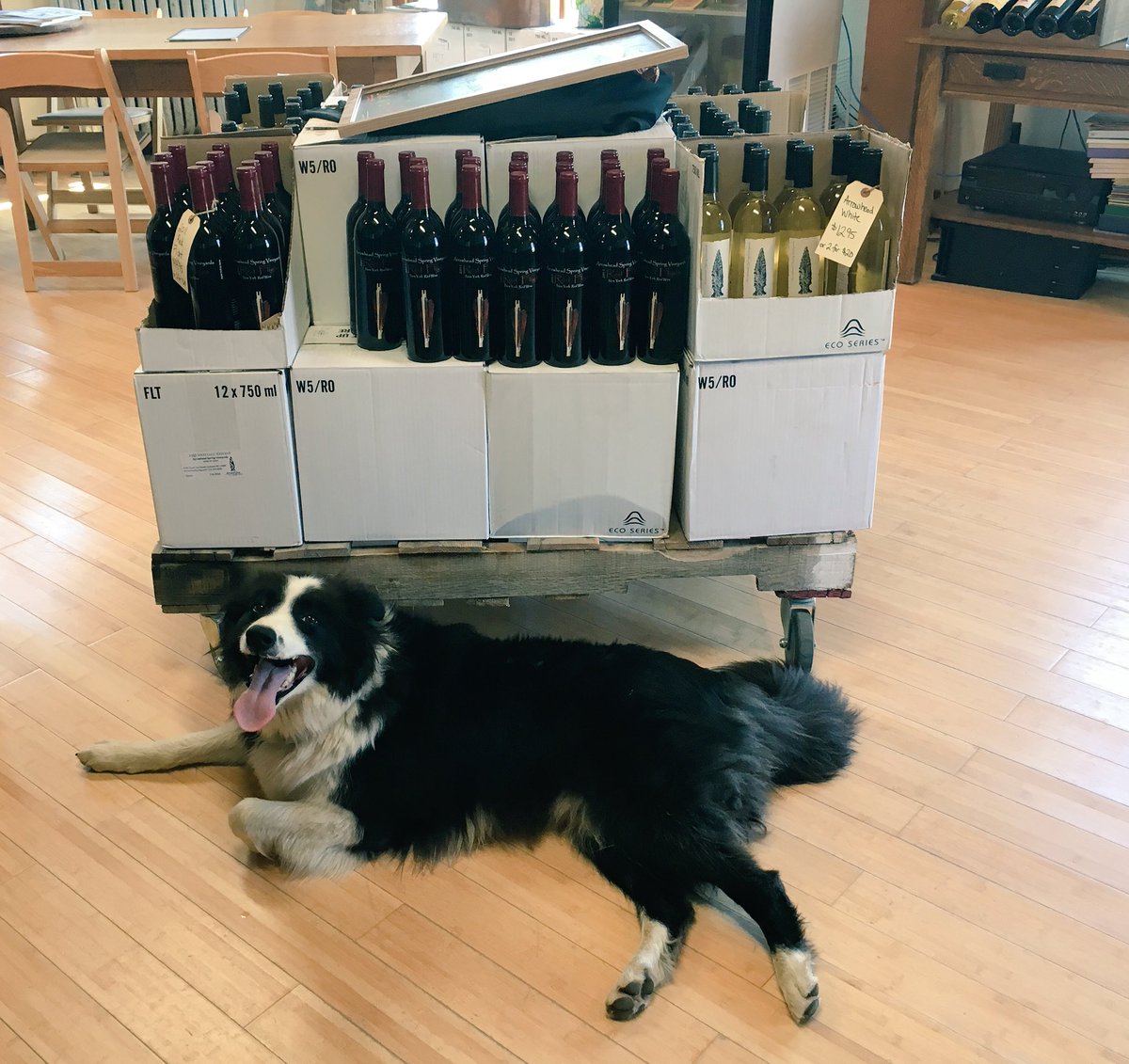 #winedog relaxing in the tasting room. #drinkASV