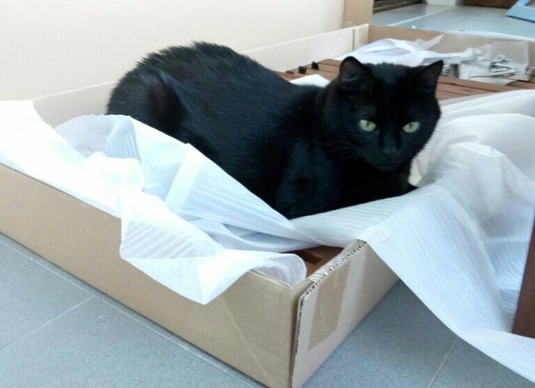 Happy #CatBoxSunday Pals 🐈📦 <a href="/leo_thetabby/">✨Leo ✨</a> <a href="/RealCatAttack/">Othello & Leia</a> <a href="/hugo4de/">Hugo Coolpaws</a> @jinksthecat1 <a href="/RoxyRoxLA/">RoxyRoxLA</a> <a href="/KhanCats/">THE KHANS 💔GENGHIS💔POOKHIE💔</a> @mirrr_i_Am <a href="/dwarfgarden/">dwarfgarden#ToraTaro4eva</a> <a href="/Betty_Boo_Kat/">Prince Toby & Princess Betty #OTRB</a>