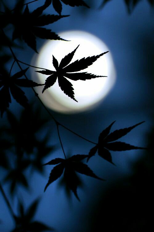 aesisee's tweet photo. You are my moon tonight.
🍃 @winterVerry1230 https://t.co/pew4G8zdli