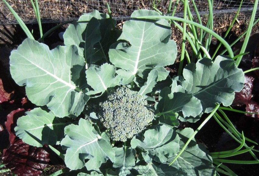 pentictonpost's tweet photo. Harvesting backyard broccoli - fresh and sweet! #gardening #eatlocal #Penticton #interplanting #gratitude https://t.co/oWjQBHuxaf