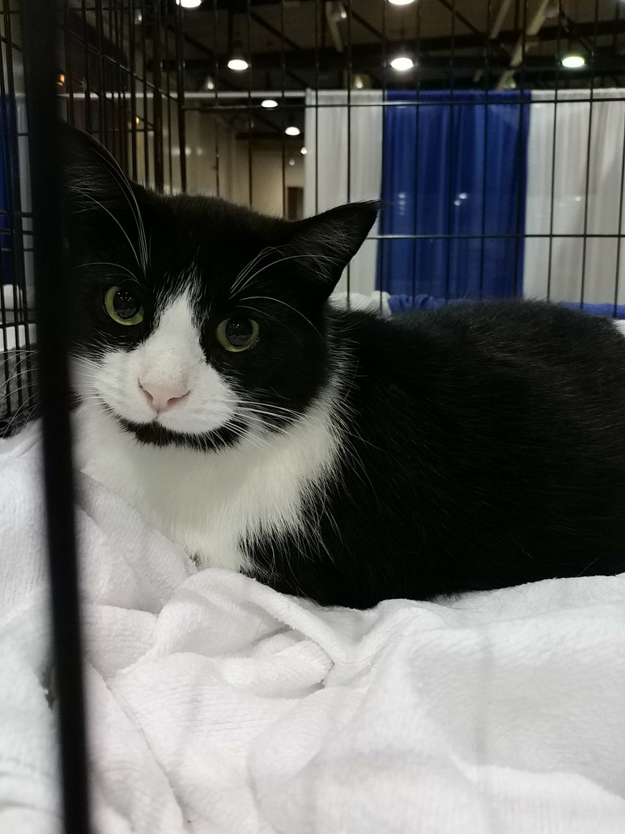 RandomFelines's tweet photo. This is Azalea. 5 yrs old ready for a home. @fetchafriendoh Lausche Ctr today 11-4 @ColonyCats #AdoptDontShop https://t.co/ddg5RWN8EJ