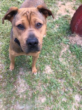 CAREhumane's tweet photo. Green: 1-year old, Chinese Shar Pei mix, loves toys and treats, not green. Come see this boy today! #NotReallyGreen #adoptGreen https://t.co/Z4Z7YxzTcH